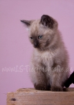 06 Toffee, Nele & Lilly